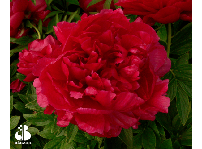 Paeonia   'Henry Bockstoce'